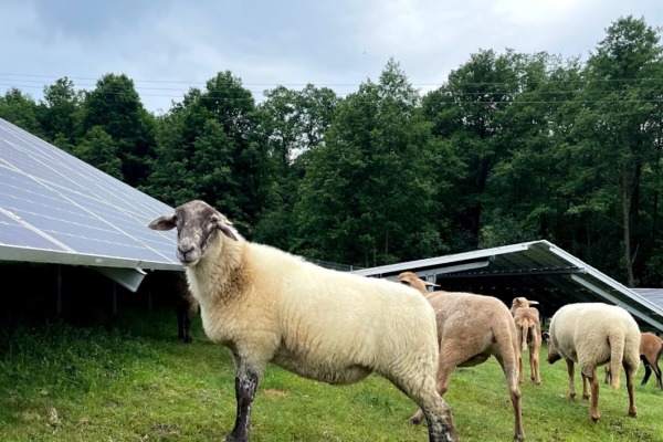 夏季，生活在SiLi太阳能发电园的羊群